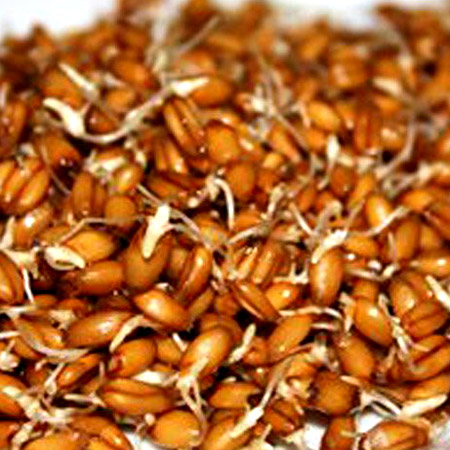 Лечебные свойства пророщенной пшеницы