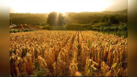Россия отказалась от американской кукурузы