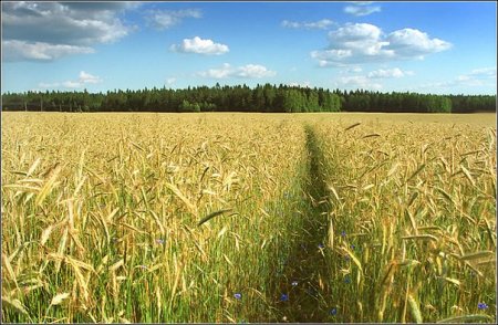 Рожь,рожь,рожь