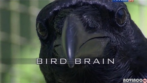   ? / Bird brain