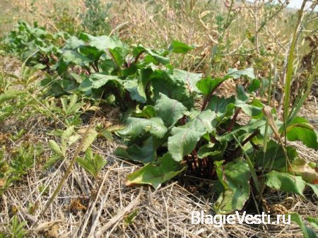 5 принципов пермакультуры от Николая Курдюмова.