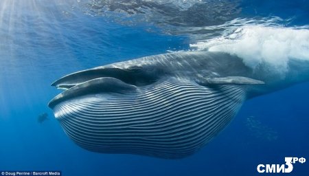 Двадцать с лишним фактов о китах.